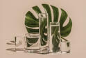 Monstera leaf behind four glasses of water.
