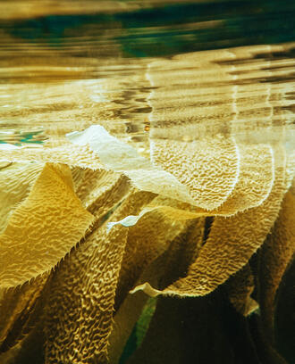 kelp in the water