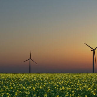 windmills in crop field with sunset