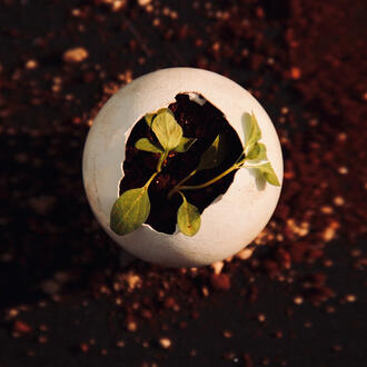 A plant bud sprouts from a cracked egg