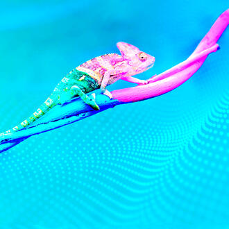 A chameleon changes color against a digital background