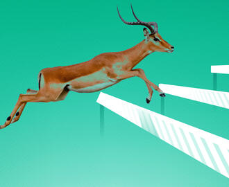 Gazelle jumping over hurdles 