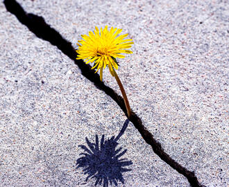 A dandelion growing in a thin crack in the gravel