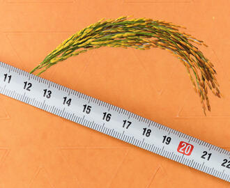 A photo of rice husks behind a ruler