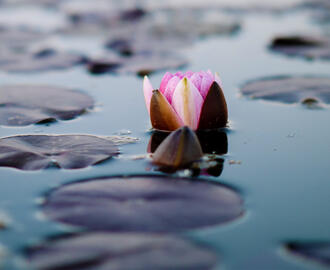 A water lily floating in a murky pond