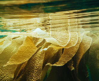 kelp in the water