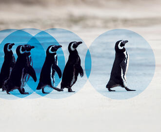 Penguins walking together