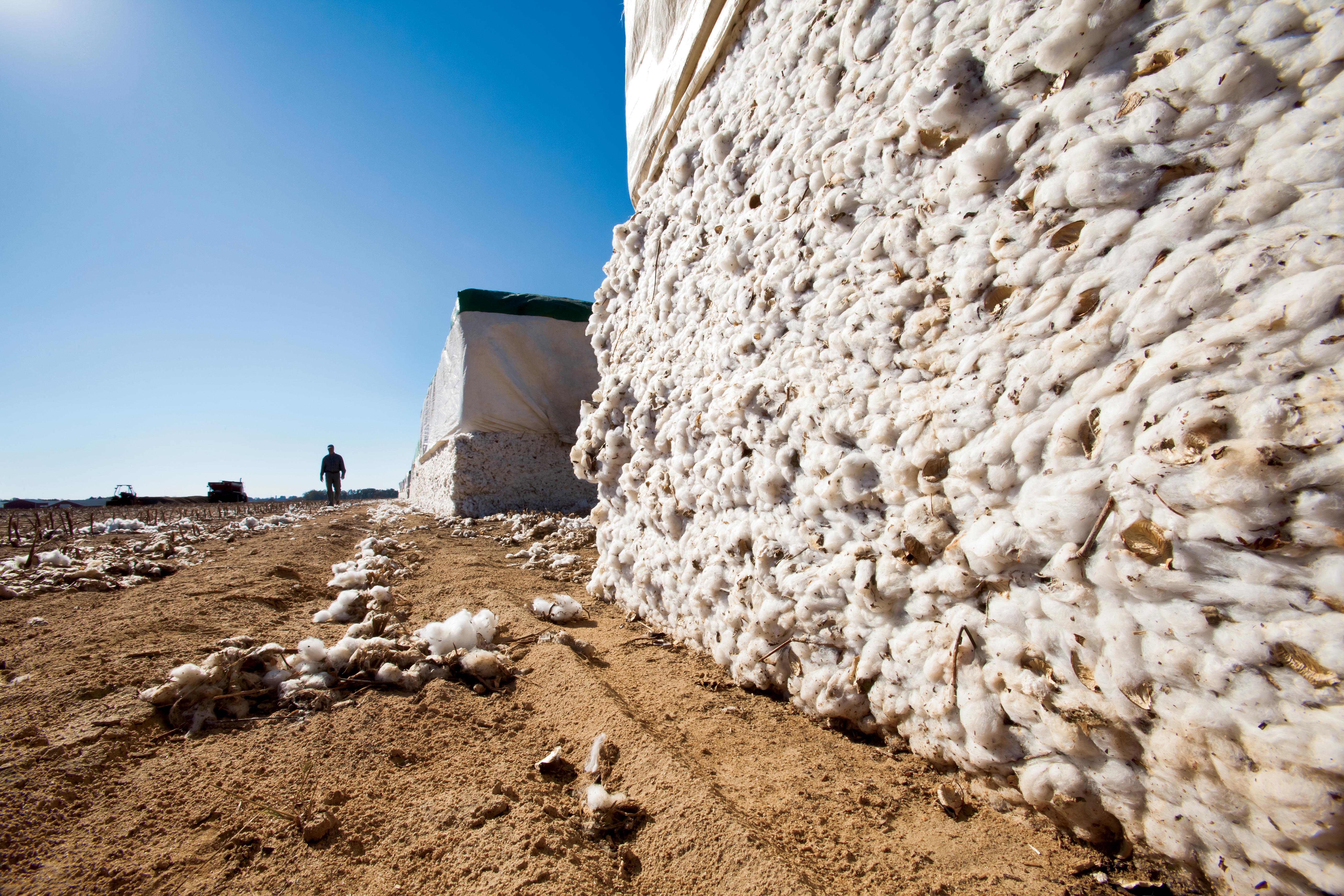 Harvested cotton