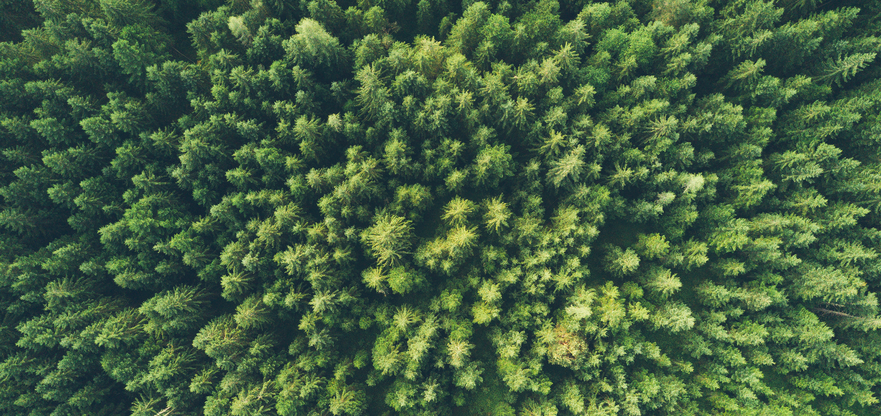 An aerial photo of treetops in a dense, healthy forest.