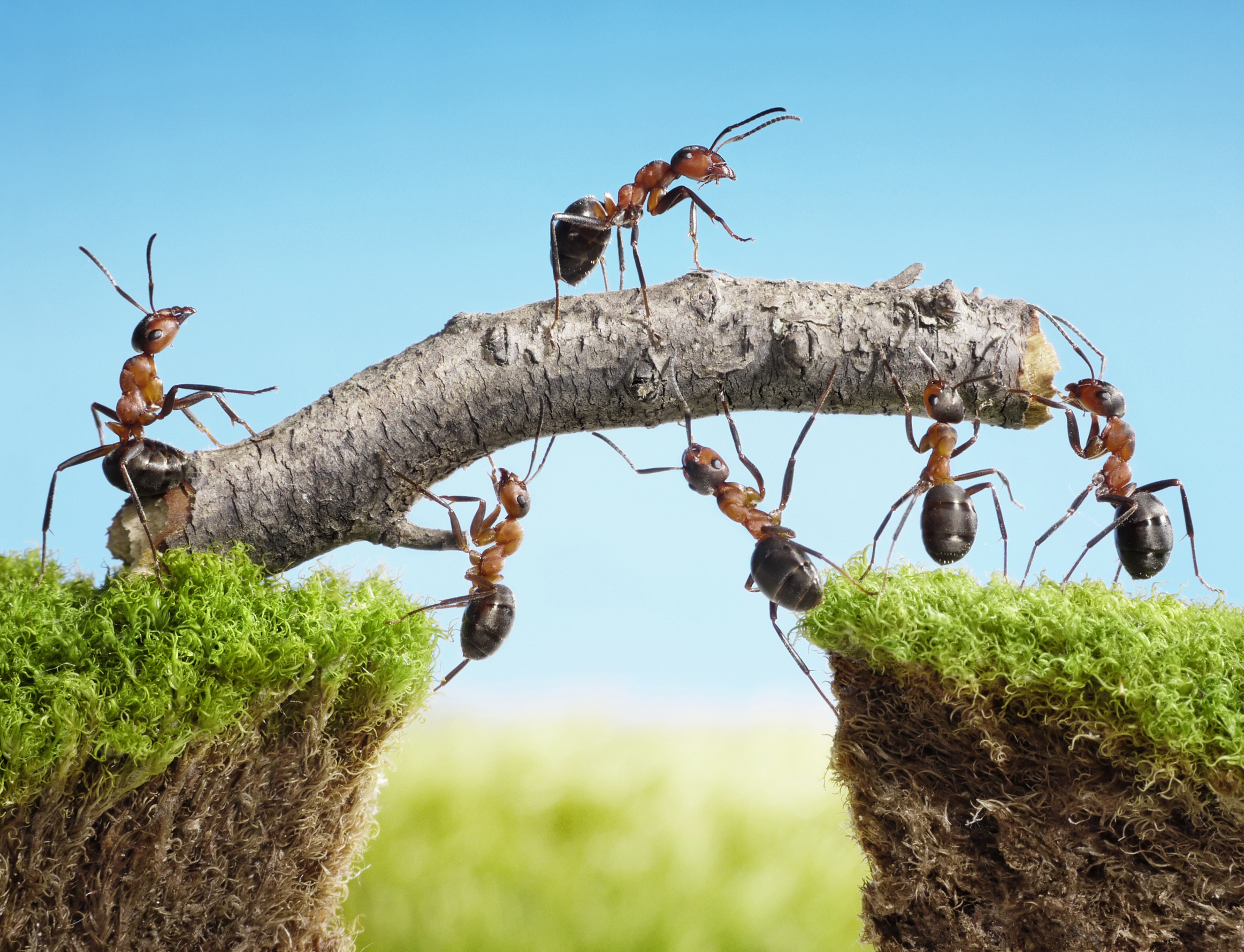 Ants Climbing On Twig