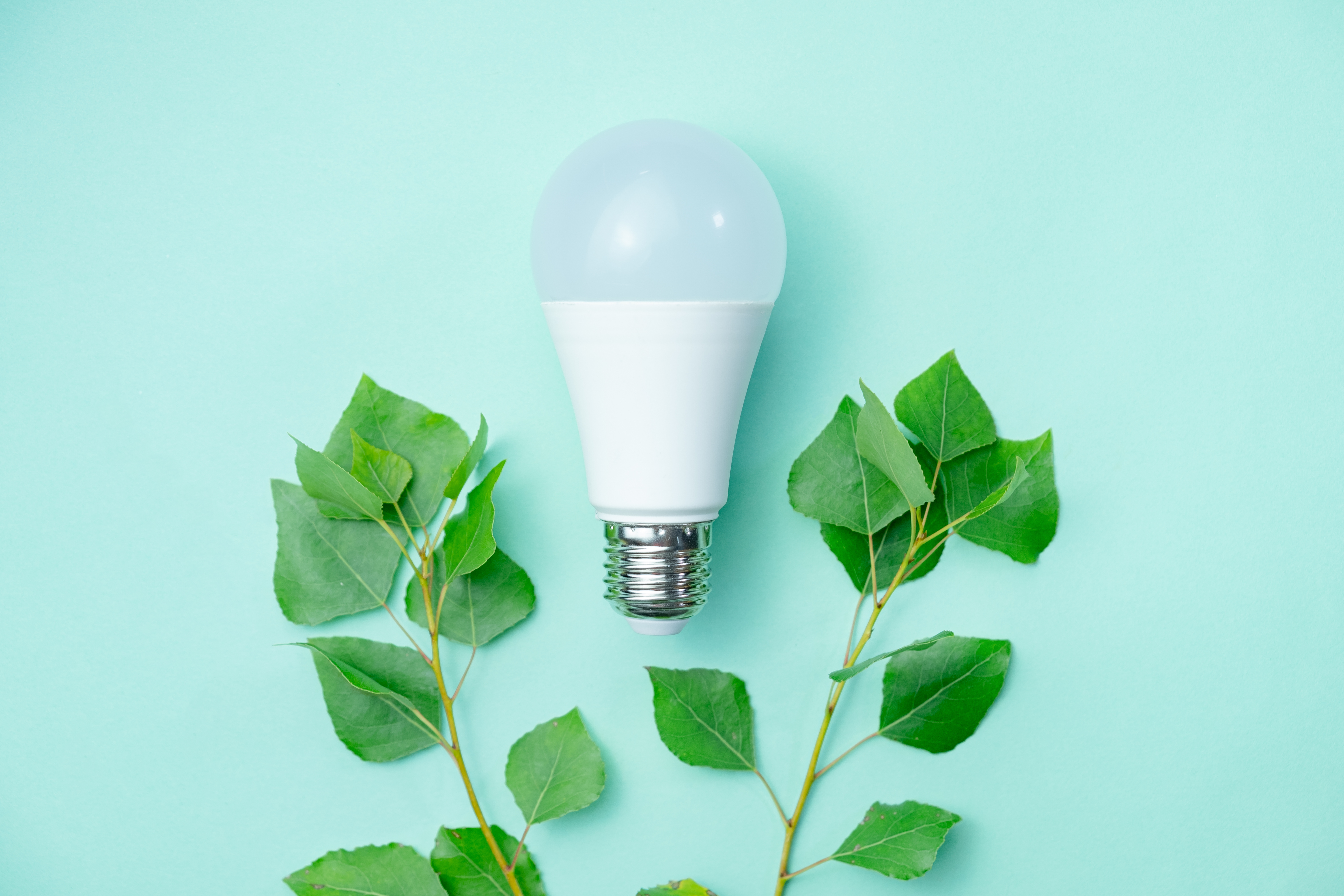 Light Bulb With Green Leaf Branches