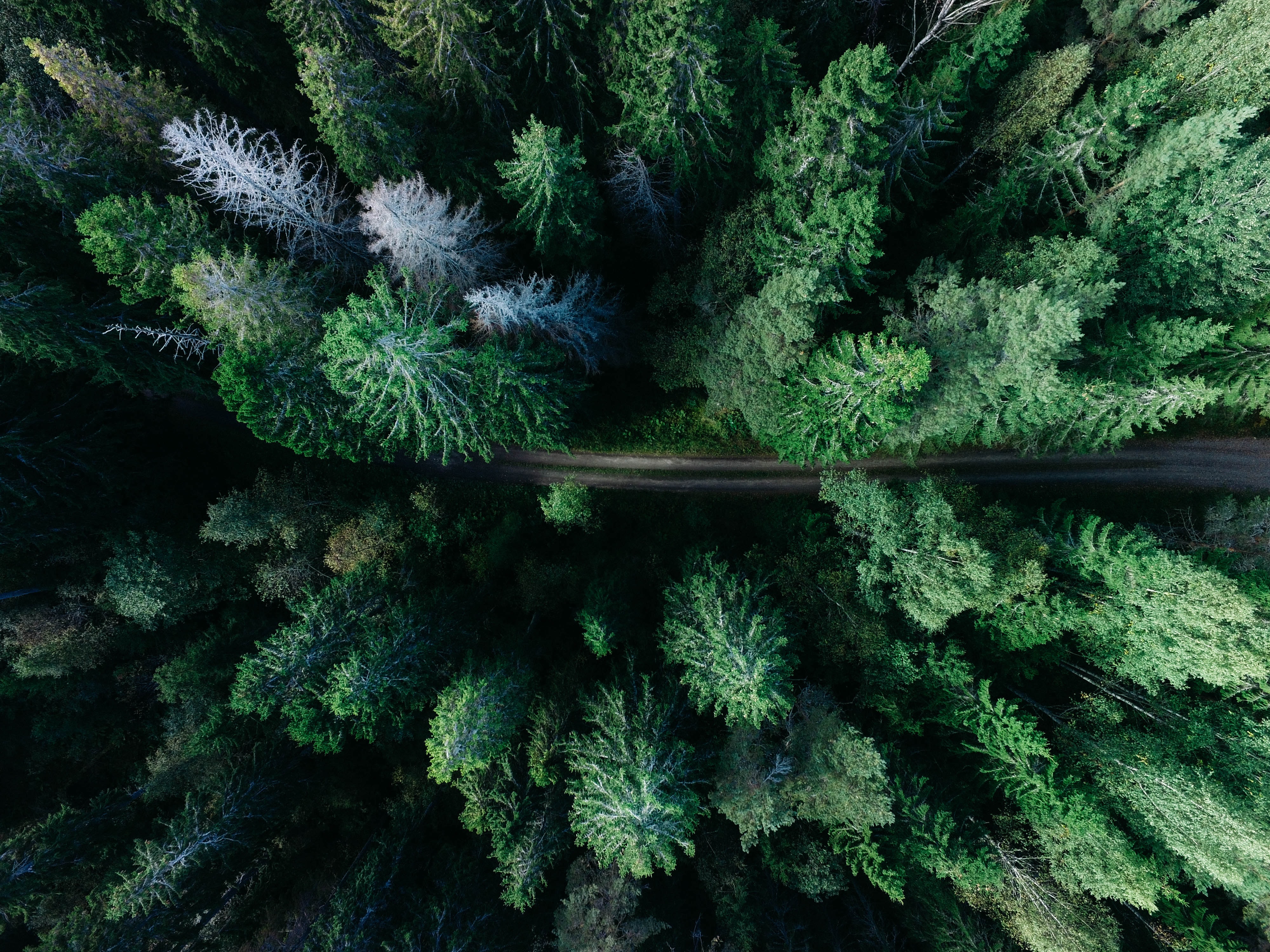 Forest image.