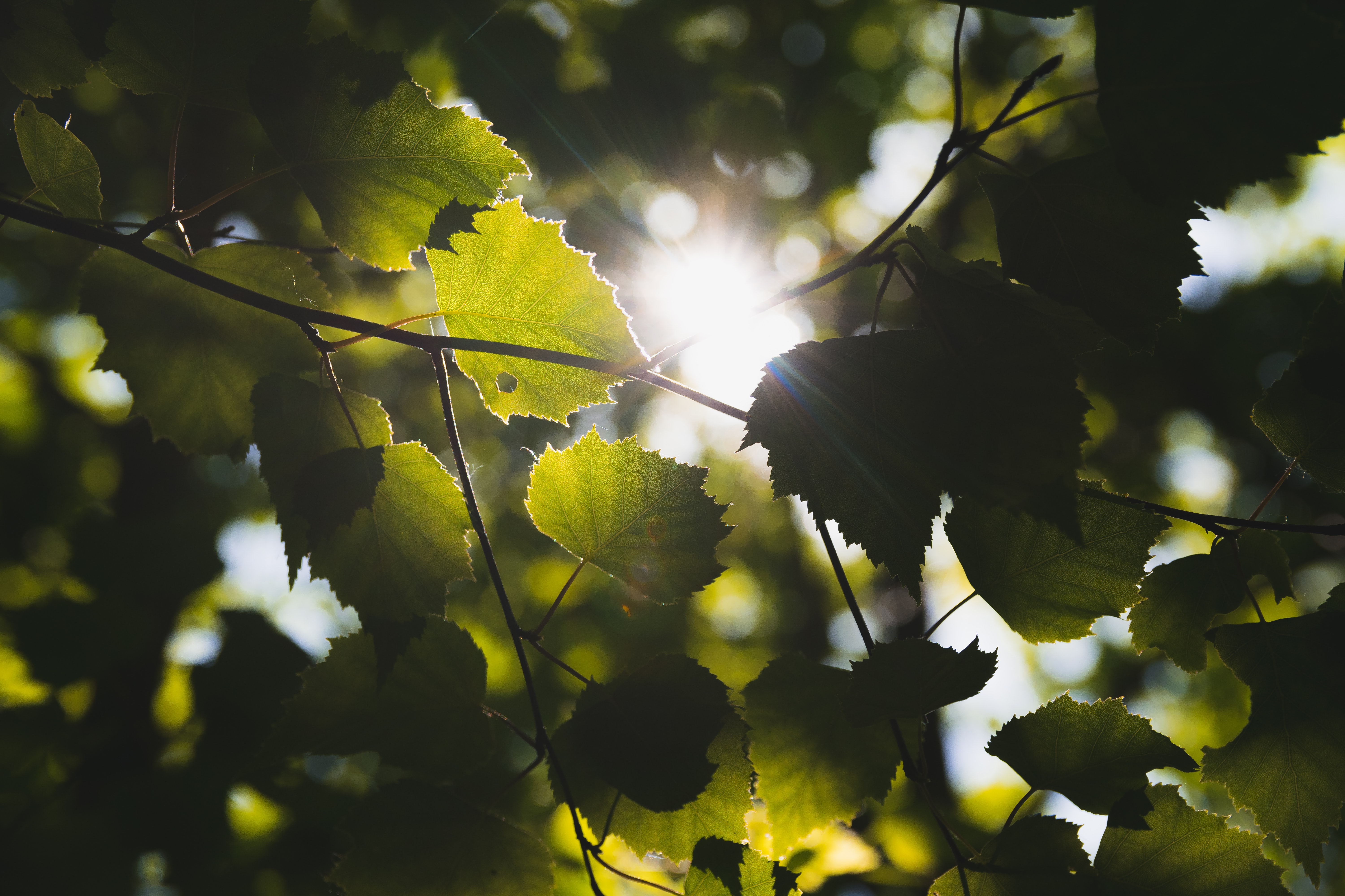 Leaves