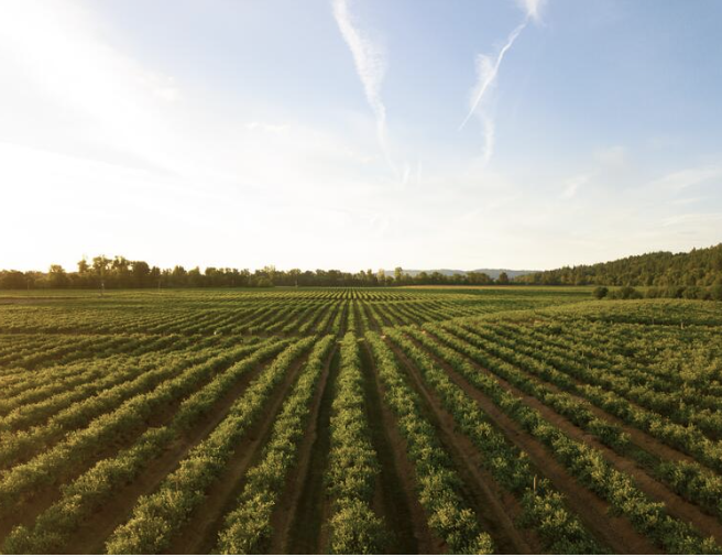 Field of food crops