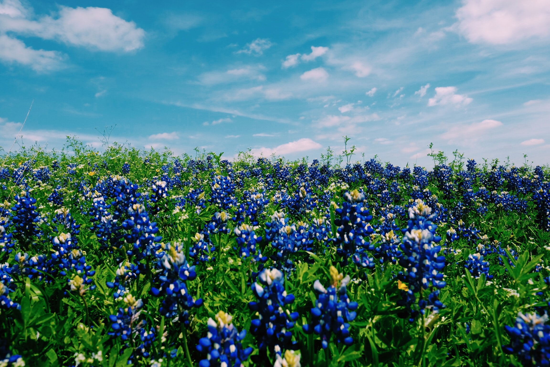 Field of blue flowers