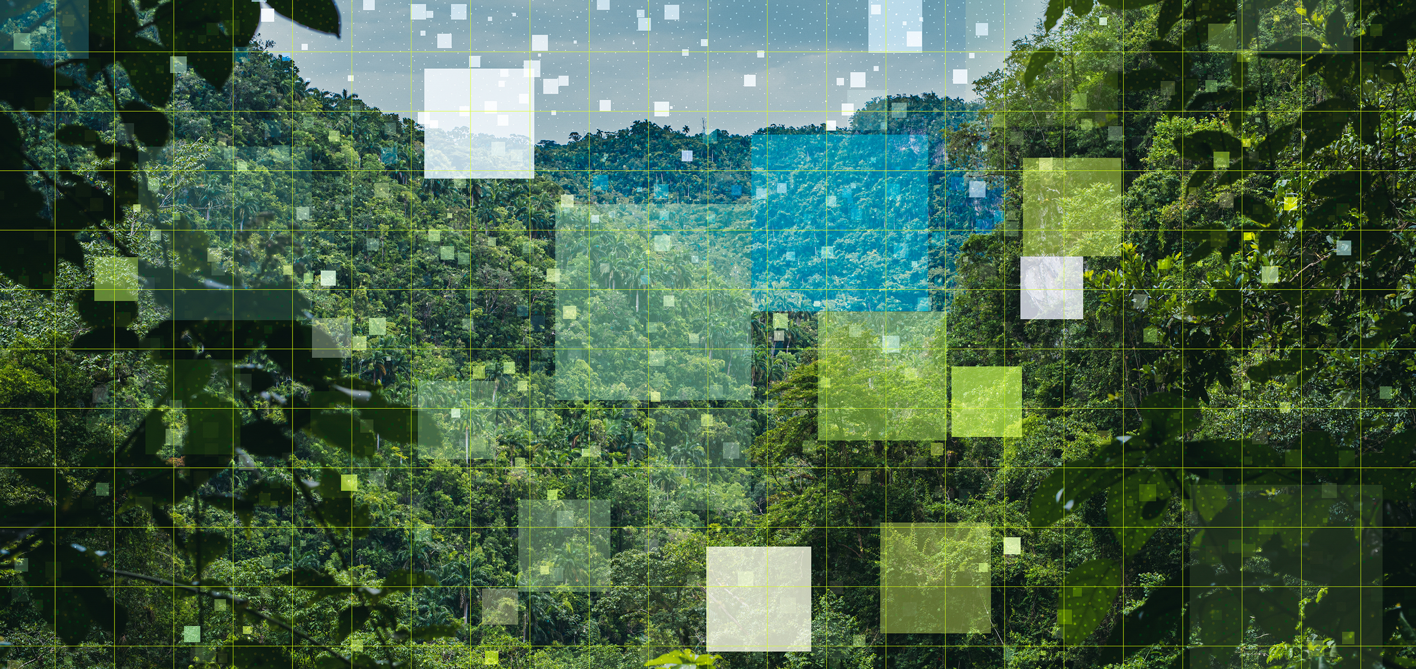 Data squares transposed on a green forest