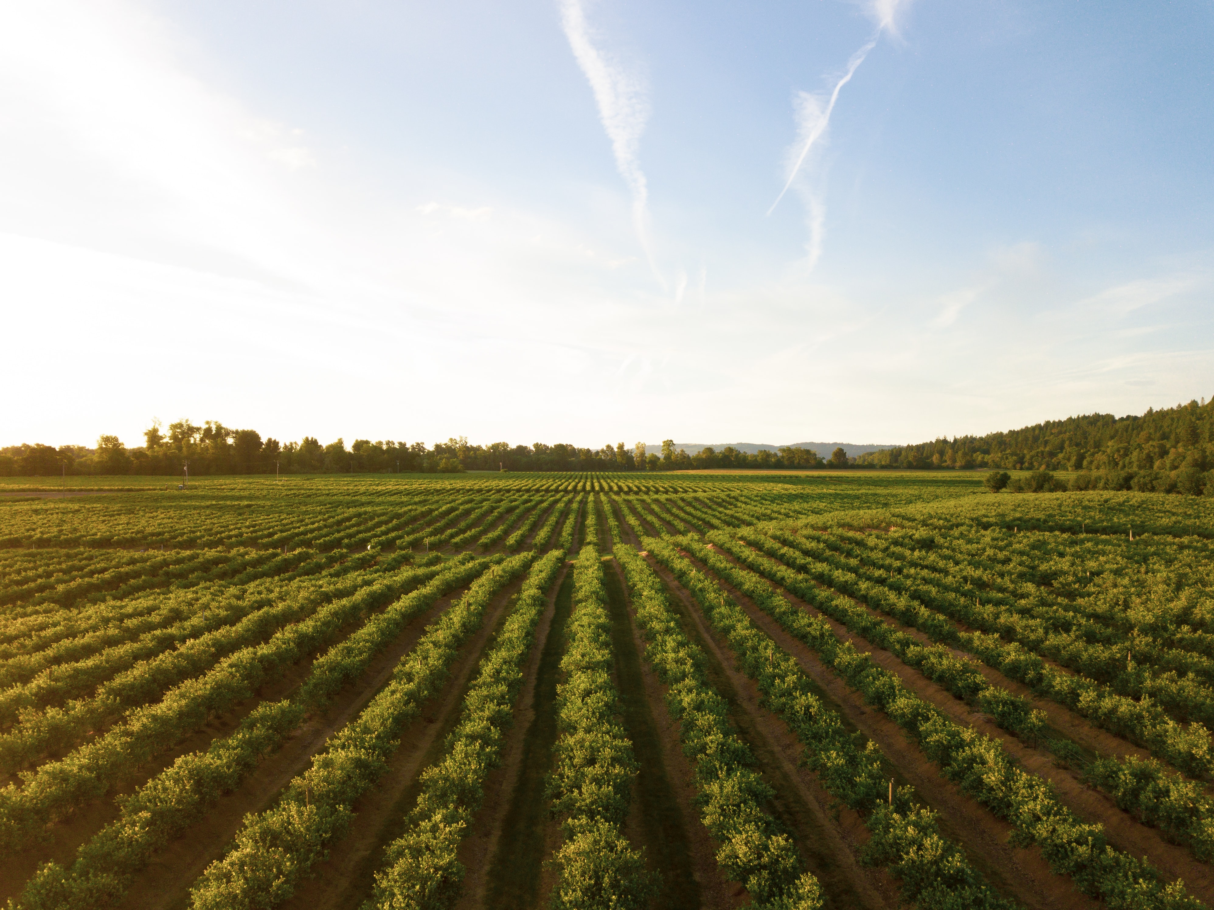 View of agriculture field