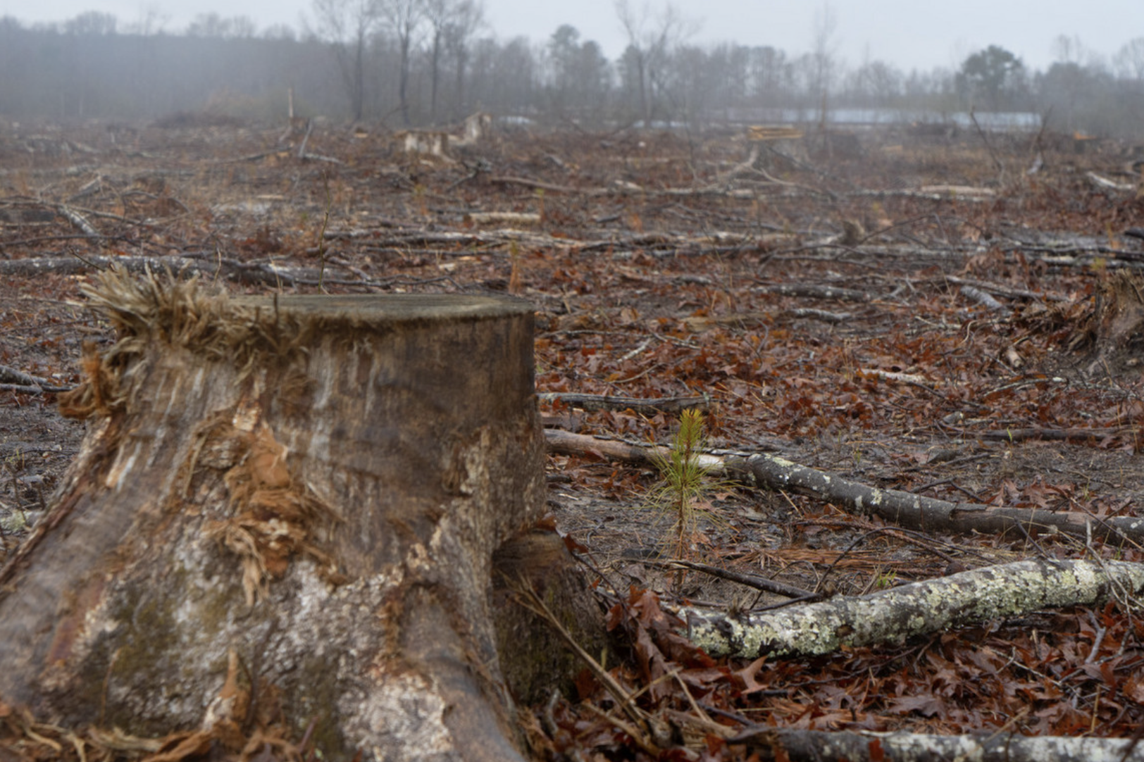 bioenergy