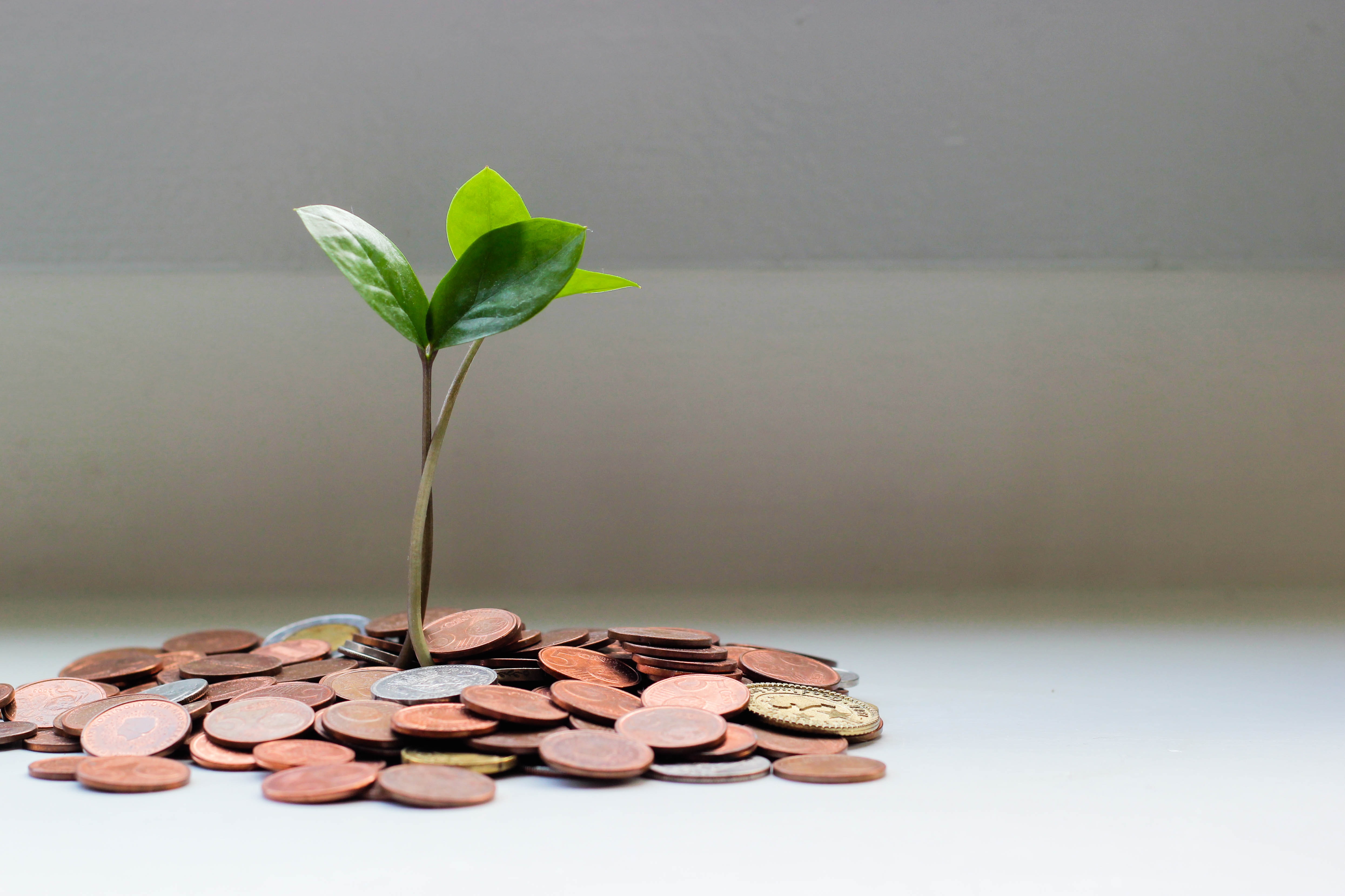 Image of a small seedling sprouting from a pile of coins