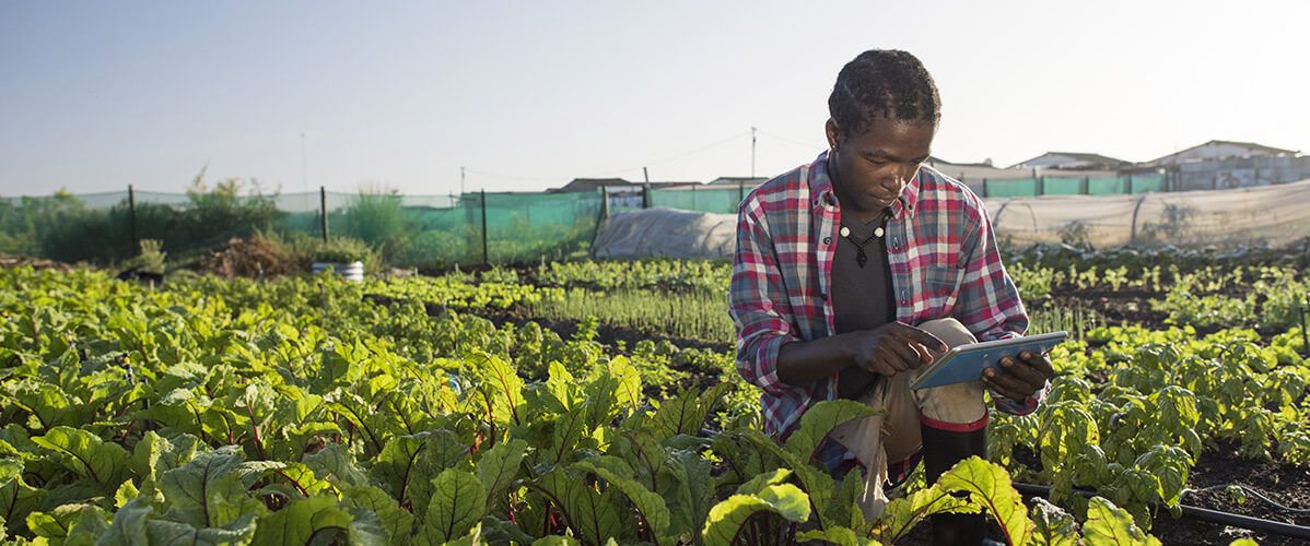 Photograph of a man using a tablet while kneeling in a argiculture field.