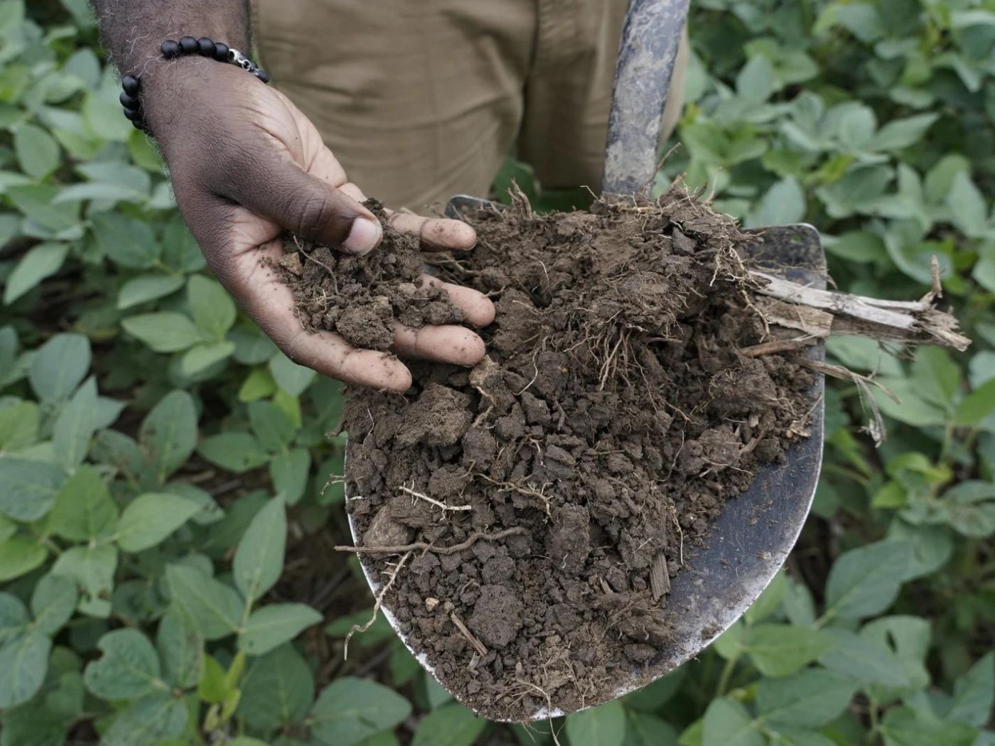 Shalamar Armstrong, associate professor of agronomy at Purdue University, holds a shovel full of soil, Thursday, July 13, 2023, in Fowler, Ind.