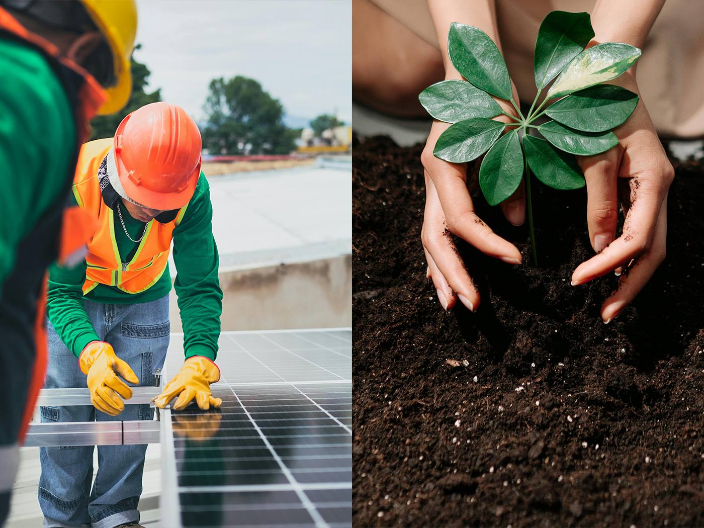 installing solar versus planting trees
