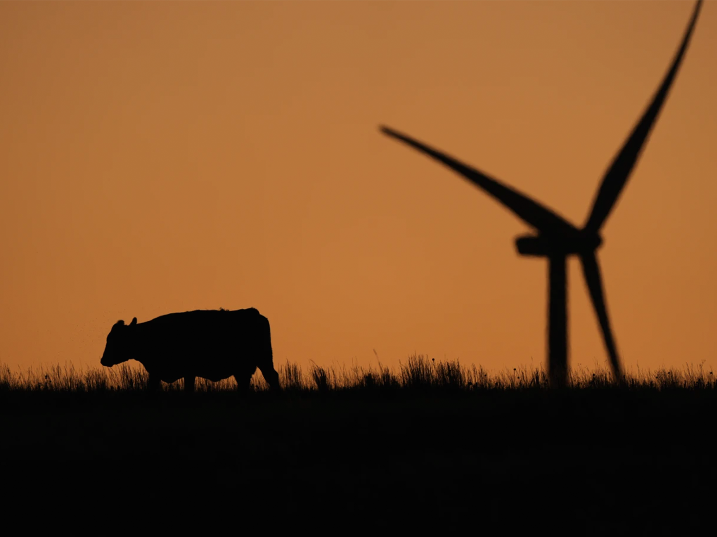 Cow and wind turbine