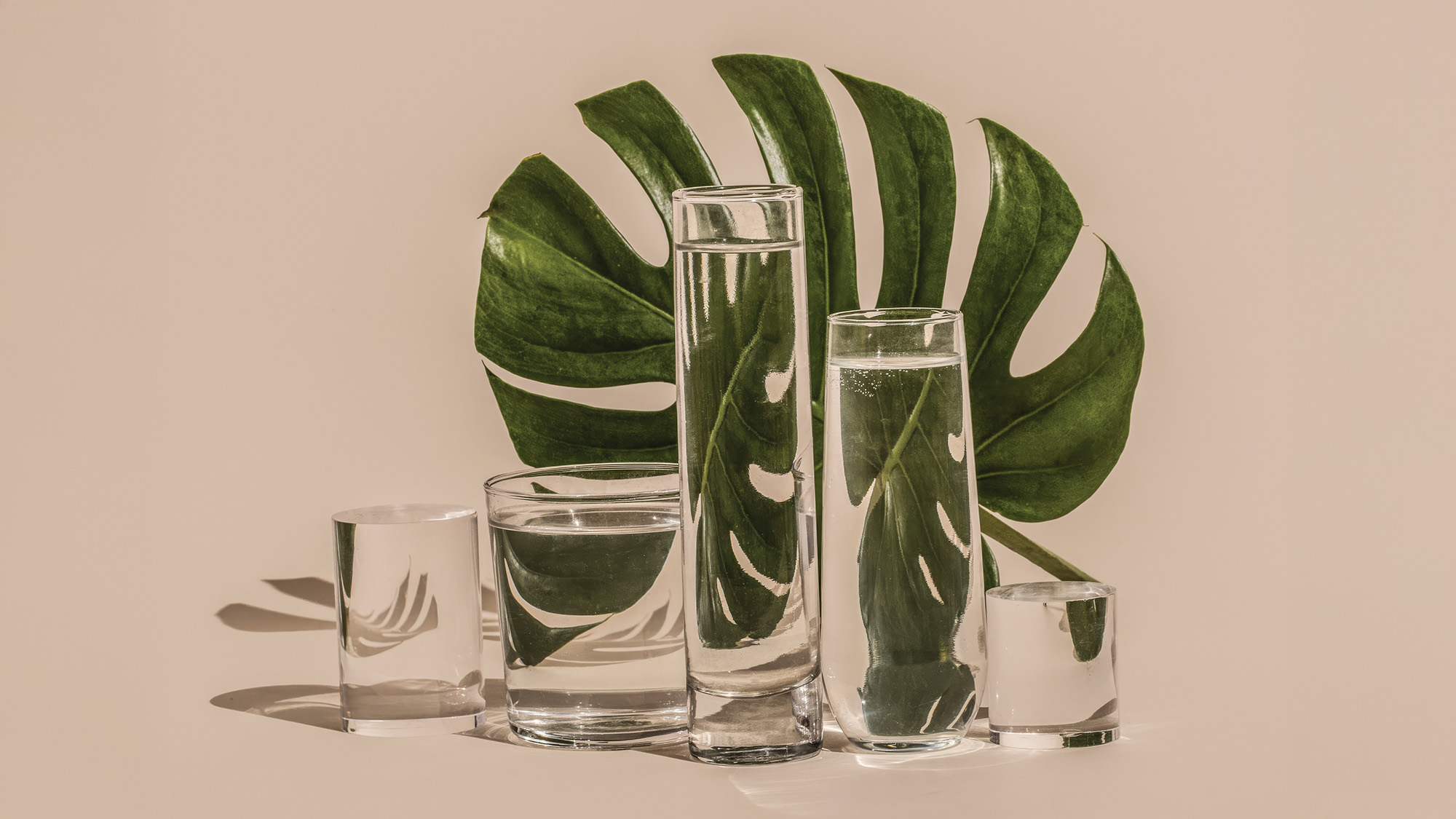 Monstera leaf behind four glasses of water.