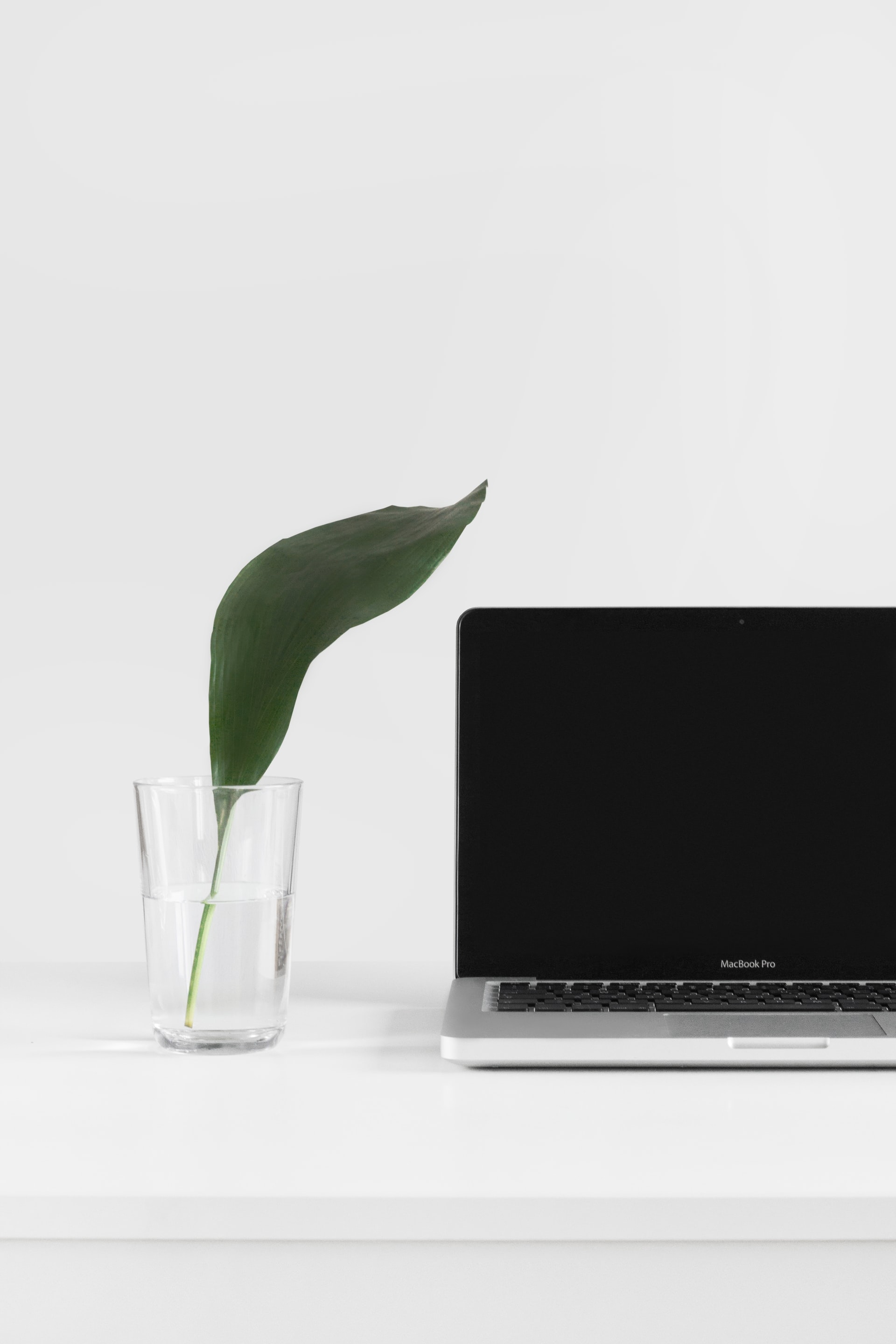 A green leaf in a glass of water sits next to a laptop screen in this calm image