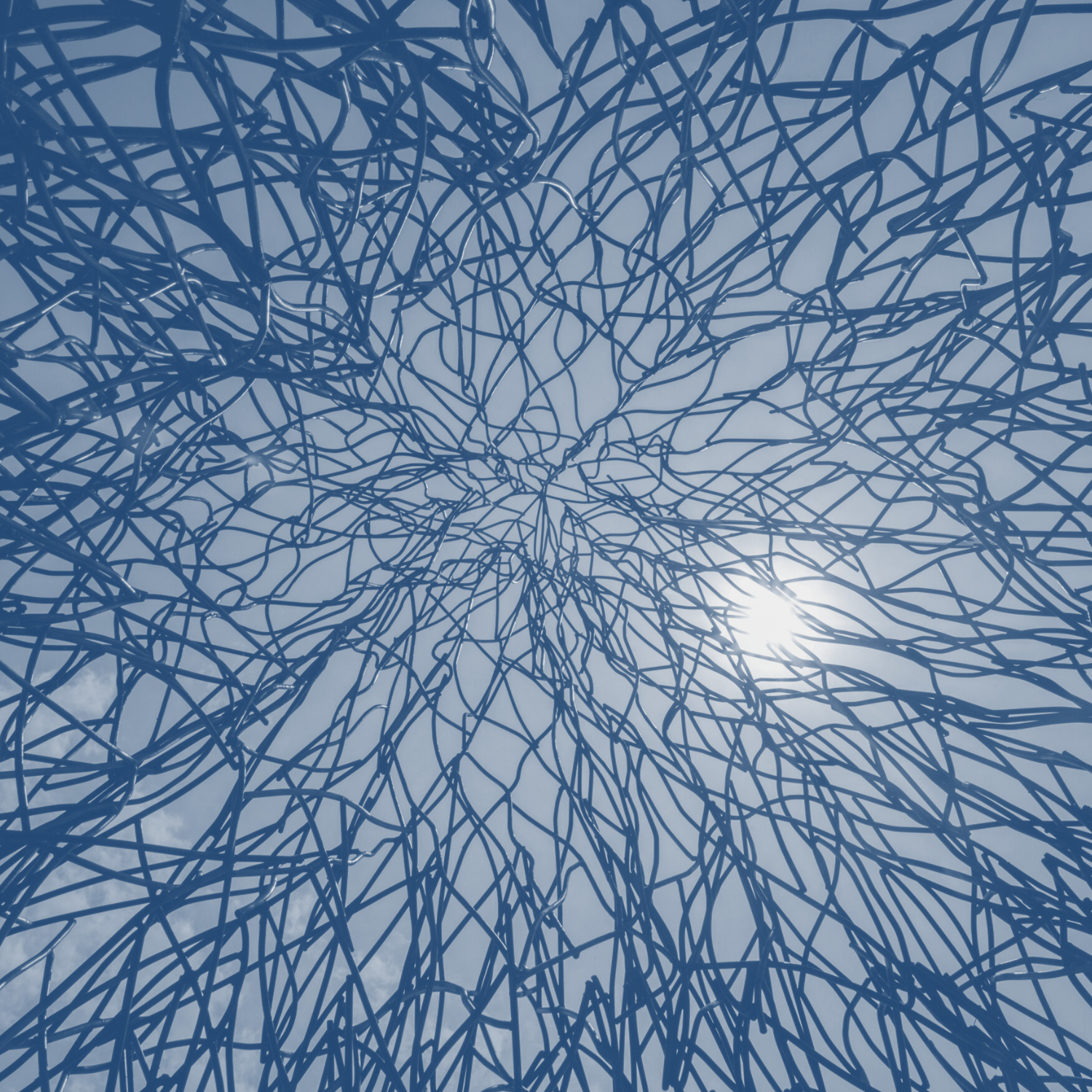 Photograph of Tree Branches