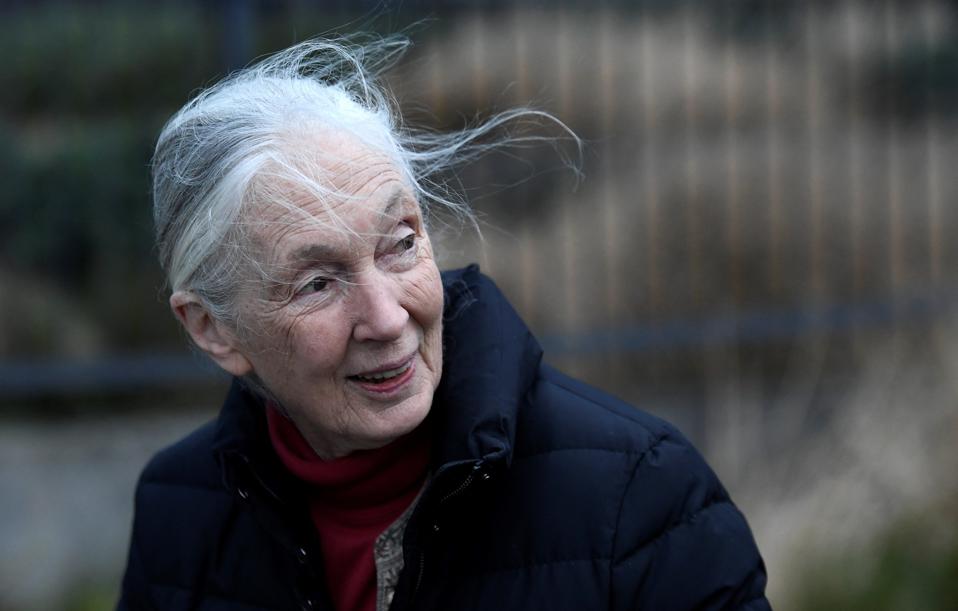 Jane Goodall