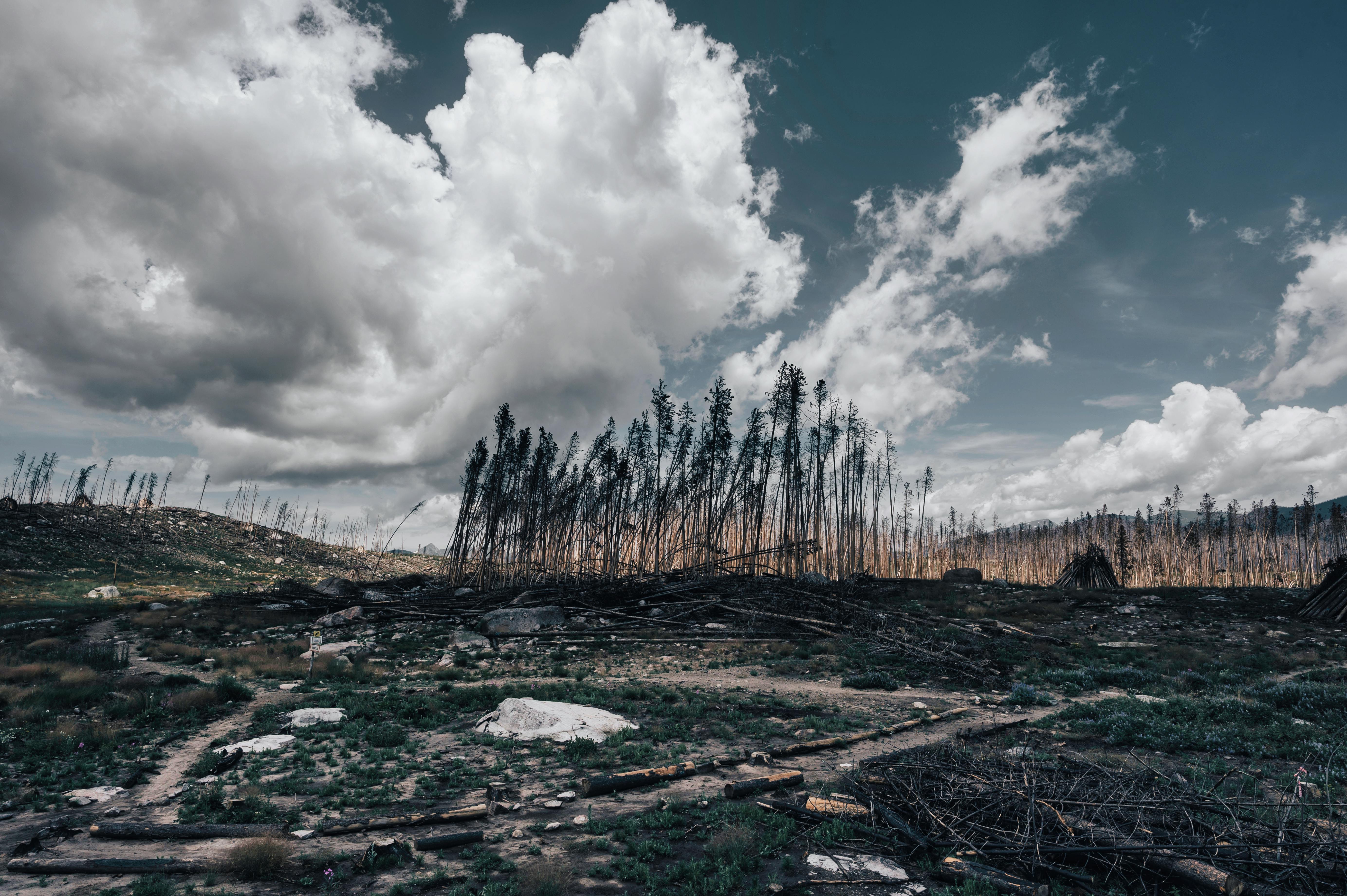 Burnt Trees on the Field