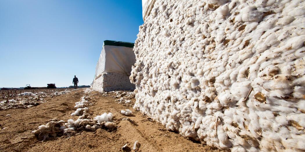 Harvested cotton