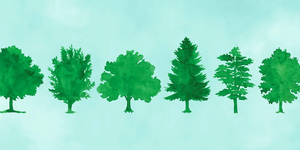 Watercolor illustrations of various types of trees 