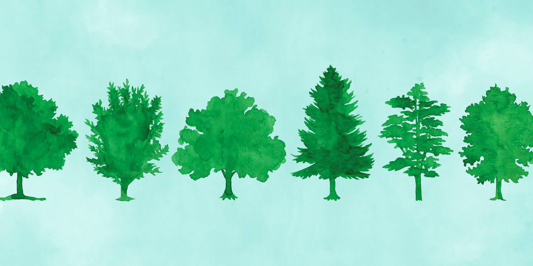 Watercolor illustrations of various types of trees