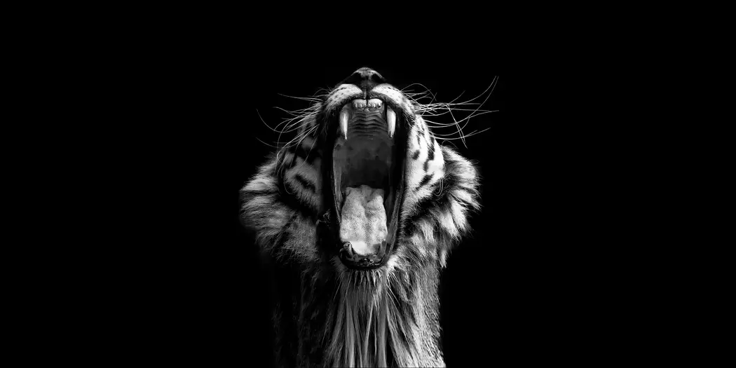 A black and white photograph of a tiger's roar