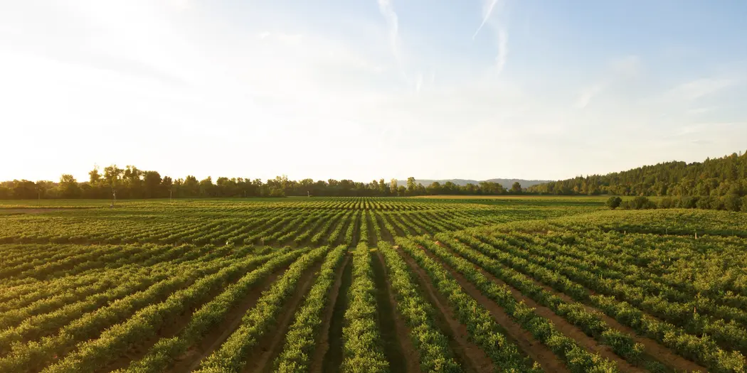 View of agriculture field 