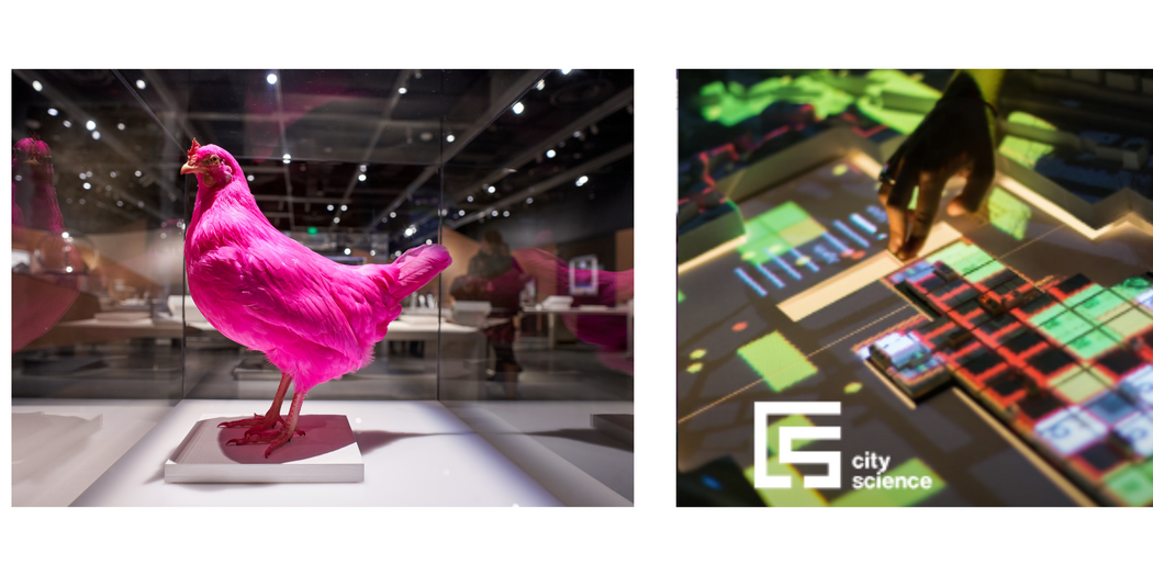 Picture of a pink chicken and digital board