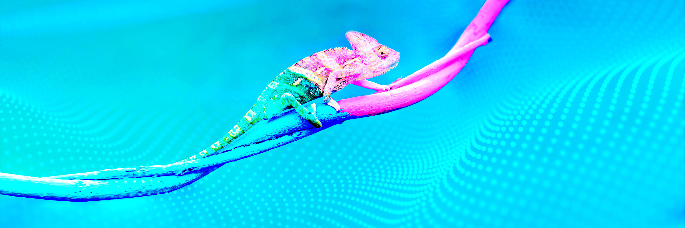 Why the workplace chameleon is a paradox for diversity and inclusion - I by  IMD