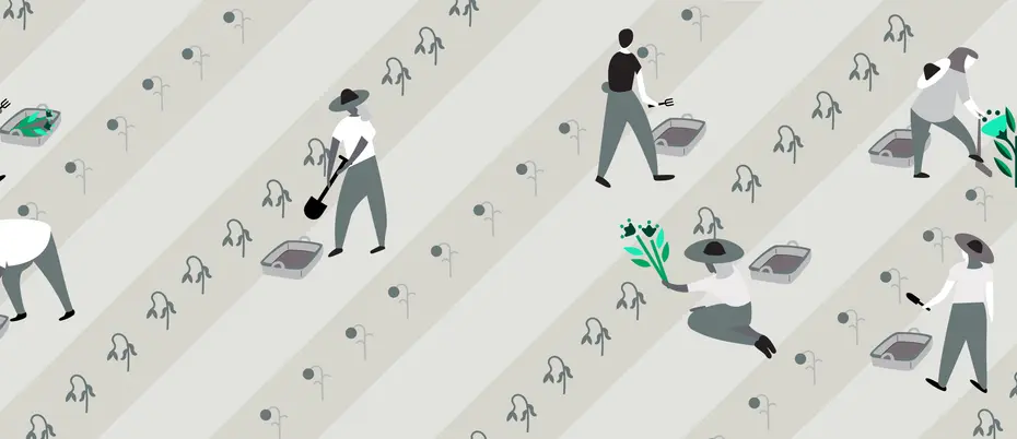 Illustration of farmers in field with very low yield.