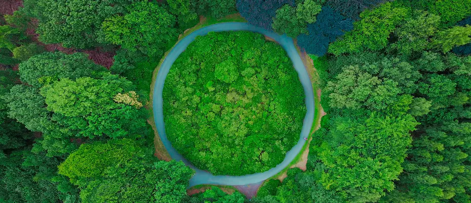 Vibrant green forest landscape