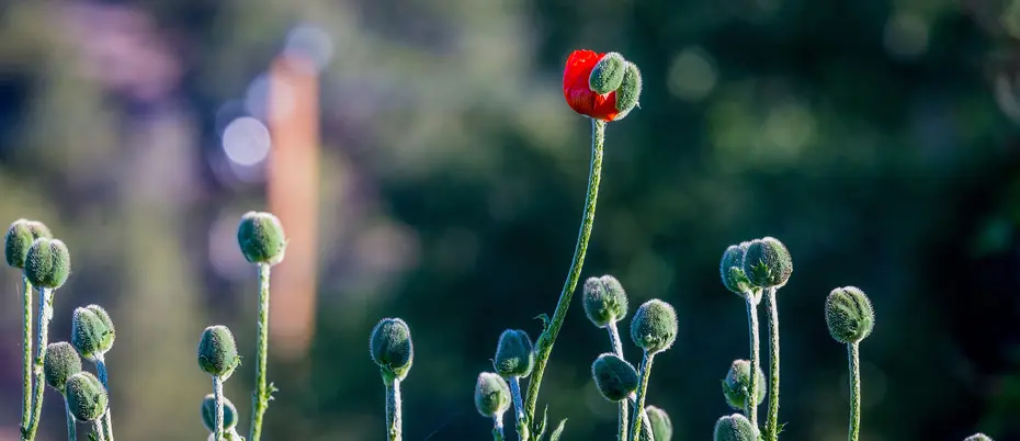 Red poppy amongst purple ones