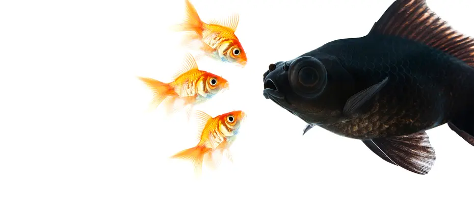 three small goldfish nose to nose with a larger, darker fish