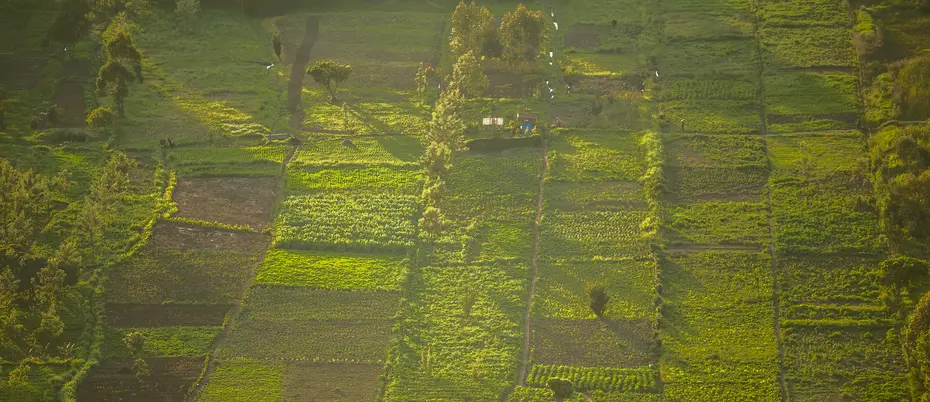 green squares of farm in kenya 