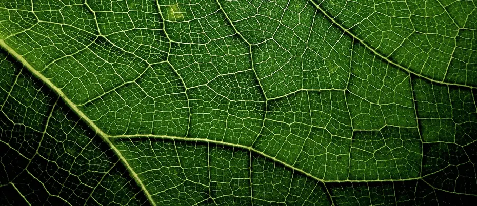 magnified photograph of leaf veins