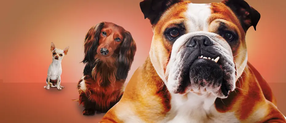 a small, midsize, and large dog, all facing the viewer