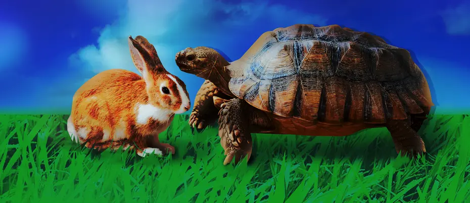 a real tortoise and hare facing one another on hyper-green grass