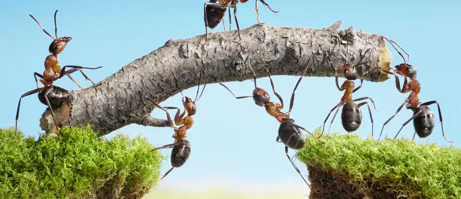Ants Climbing On Twig