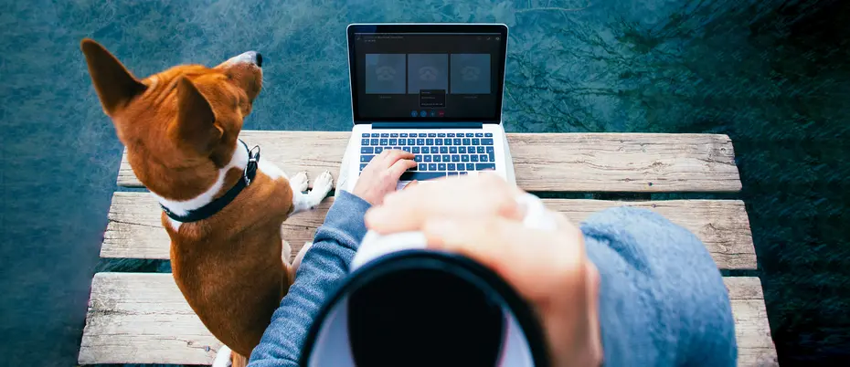 first-person point of view of someone drinking coffee while looking at their laptop while working remotely with their dog sitting beside them on a platform in the woods