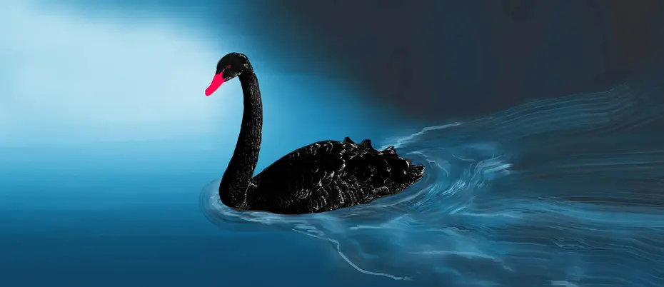Illustration of a black swan swimming on blue water. 